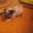 морские свинки лысые #404304