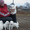 щенки якутской лайки - Изображение #5, Объявление #446902