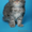 МЕЙН-КУН.котята - Изображение #3, Объявление #447618