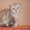 Шотландский вислоухий котик - Изображение #1, Объявление #436862