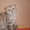 Шотландский вислоухий котик - Изображение #3, Объявление #436862