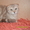 Шотландский вислоухий котик - Изображение #2, Объявление #436862