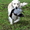 щенки голден ретривера от Гранд и Интер-Чемпиона - Изображение #3, Объявление #463132