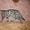 Бенгальский котенок - Изображение #1, Объявление #457046