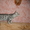 Бенгальский котенок - Изображение #2, Объявление #457046