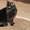 Кошкам(стерелизованые) и котятам нужен дом - Изображение #5, Объявление #506229