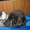 продам котят Мейн-кун кошки-великаны - Изображение #3, Объявление #515502
