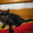 продам котят Мейн-кун кошки-великаны - Изображение #2, Объявление #515502