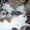Котята породы Рэгдолл - Изображение #4, Объявление #473339