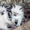 Котята породы Рэгдолл - Изображение #5, Объявление #473339
