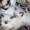 Котята породы Рэгдолл - Изображение #8, Объявление #473339