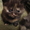 Элитные молодые котята от родителей Чемпионов - Изображение #2, Объявление #548439