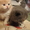 Элитные молодые котята от родителей Чемпионов - Изображение #3, Объявление #548439