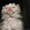 Элитные молодые котята от родителей Чемпионов - Изображение #4, Объявление #548439