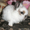 Кролик декоративный карликовый  - Изображение #2, Объявление #536673