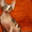 Предлагаются на продажу котята канадского сфинкса - Изображение #4, Объявление #594160