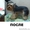 Профессиональная стрижка собак и кошекобак и кошек - Изображение #7, Объявление #636877