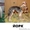 Профессиональная стрижка собак и кошекобак и кошек - Изображение #3, Объявление #636877