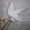 Продам голубей  - Изображение #1, Объявление #699104