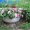 садовые клумбы для вашего сада разных цветов  #679717
