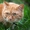 Шикарный рыжий кот ищет дом! - Изображение #1, Объявление #712702