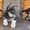 Роскошные щенки от фенотипичной сибирской хаски - Изображение #2, Объявление #700512