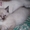  Британские котята редкого окраса - Изображение #10, Объявление #747608