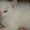  Британские котята редкого окраса - Изображение #9, Объявление #747608