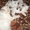  Британские котята редкого окраса - Изображение #7, Объявление #747608