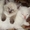 Британские котята редкого окраса - Изображение #8, Объявление #747608