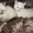  Британские котята редкого окраса - Изображение #5, Объявление #747608