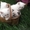  Британские котята редкого окраса - Изображение #2, Объявление #747608