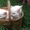  Британские котята редкого окраса - Изображение #3, Объявление #747608