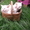  Британские котята редкого окраса - Изображение #4, Объявление #747608