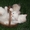  Британские котята редкого окраса - Изображение #1, Объявление #747608