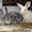 Продам кроликов мясной и декоративной породы в Новосибирске