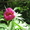 Семена липы, лиственницы, левзеи, родиолы, черемши, пиона, медуницы, аконита - Изображение #4, Объявление #787170