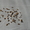 Семена липы, лиственницы, левзеи, родиолы, черемши, пиона, медуницы, аконита - Изображение #8, Объявление #787170