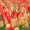 Тюльпаны ежегодная срезка к 8МАРТА 79139044998 новосиб Бугринcкая роща - Изображение #2, Объявление #830461