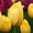 Тюльпаны ежегодная срезка к 8МАРТА 79139044998 новосиб Бугринcкая роща - Изображение #5, Объявление #830461