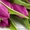 Тюльпаны ежегодная срезка к 8МАРТА 79139044998 новосиб Бугринcкая роща - Изображение #7, Объявление #830461
