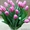 Тюльпаны ежегодная срезка к 8МАРТА 79139044998 новосиб Бугринcкая роща #830461