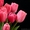 Тюльпаны ежегодная срезка к 8МАРТА 79139044998 новосиб Бугринcкая роща - Изображение #1, Объявление #830461