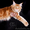 Котенок мейн кун мальчик из питомника - Изображение #5, Объявление #884218