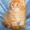 Котята мейн кун - домашние рысята из питомника Огненный Хвост - Изображение #4, Объявление #883389