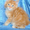 Котята мейн кун - домашние рысята из питомника Огненный Хвост #883389