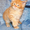 Котята мейн кун - домашние рысята из питомника Огненный Хвост - Изображение #2, Объявление #883389