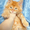 Котенок мейн кун мальчик из питомника - Изображение #1, Объявление #884218
