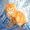 Котята мейн кун - домашние рысята из питомника Огненный Хвост - Изображение #3, Объявление #883389