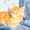 Котенок мейн кун мальчик из питомника - Изображение #4, Объявление #884218